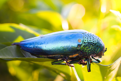 宝石甲虫(Buprestidae)上的水滴是甲虫的一个家族，美丽的昆虫翅膀闪亮的颜色像宝石来自泰国的