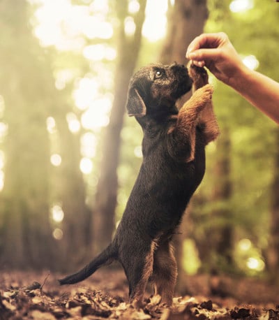 幼犬训练敏捷，在森林中狩猎
