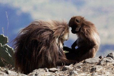 两个gelada狒狒(sitopithecus gelada)