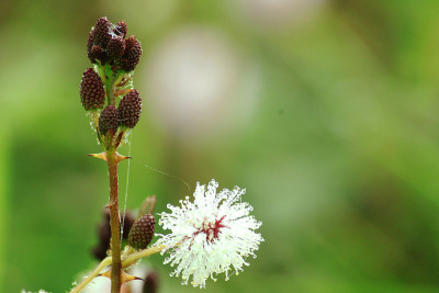 Shameplant (demure含羞草)