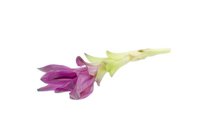 紫色暹罗郁金香花孤立在白色的背景