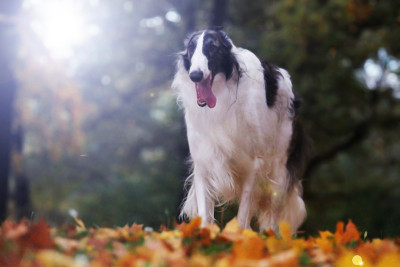 Borzoi