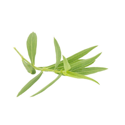 龙蒿属草本近孤立在白色