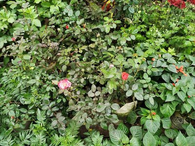 美丽的自然花卉背景，百花齐放