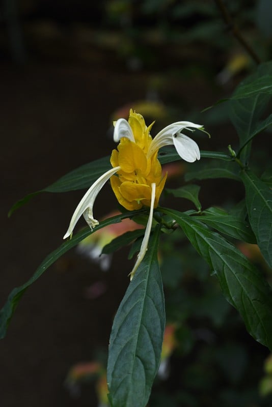 黄体肥厚(棒棒糖花)。