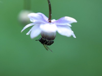 森林仙女虾