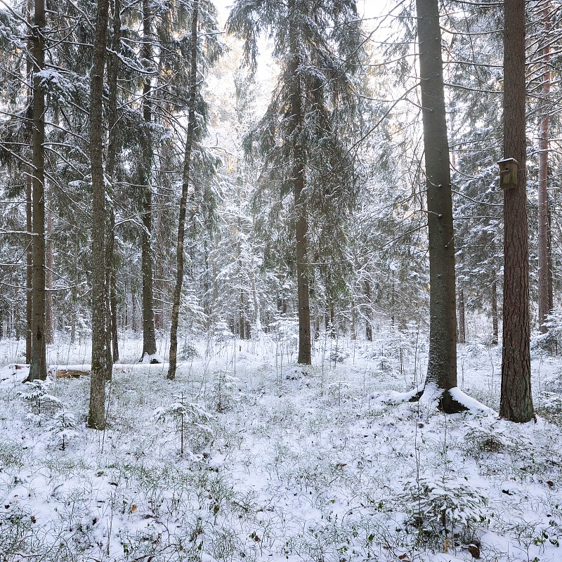 雪山松林中的冬日仙境