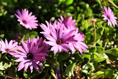 花园中的花