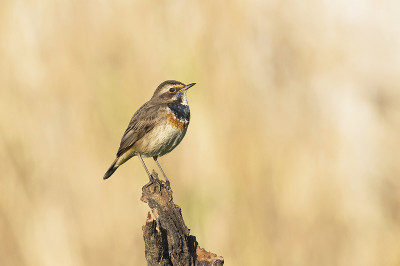 Blue-breasted罗宾。