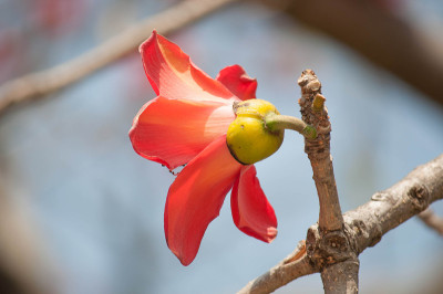丝棉花