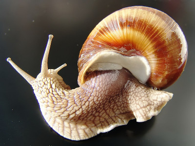 蜗牛
