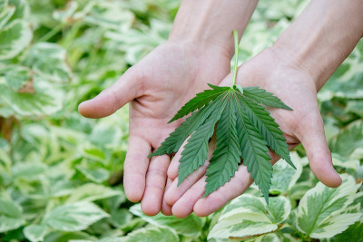 手握麻叶。自然