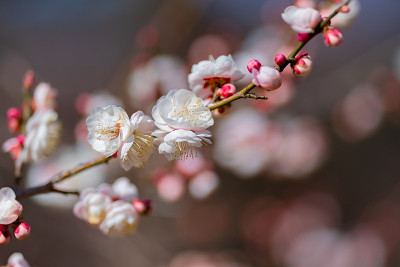 春天，公园里的梅花开了花