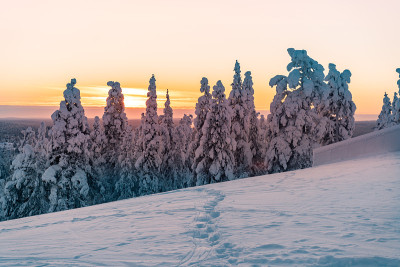 夕阳下的雪景，芬兰拉普兰冬天结冰的树木