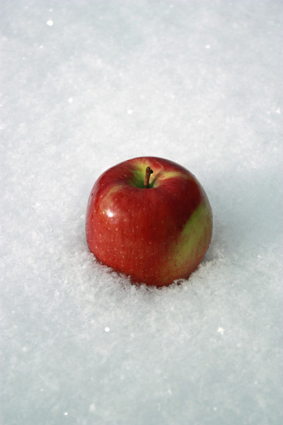 雪中的红苹果