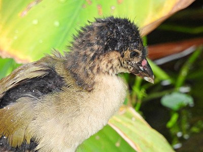 紫鸡(马提尼卡Porphyrio martinica)少年-肖像