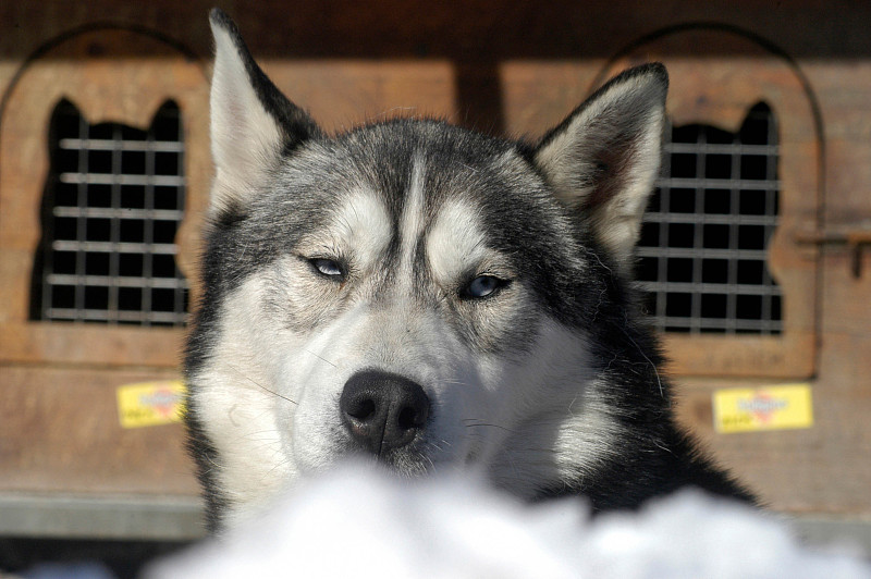 雪橇犬或哈士奇在冬天