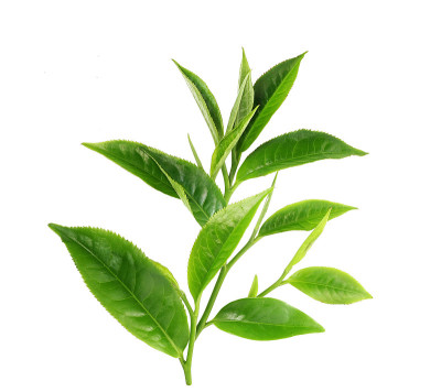 白色背景上孤立的绿茶叶子