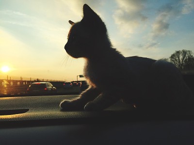 孟加拉小猫在车里