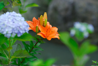 夏天的花