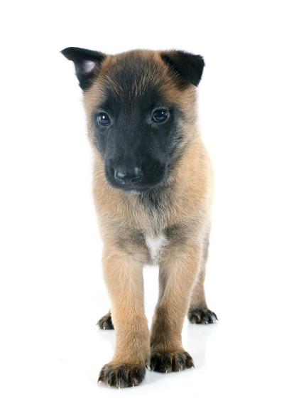 小狗玛利诺犬