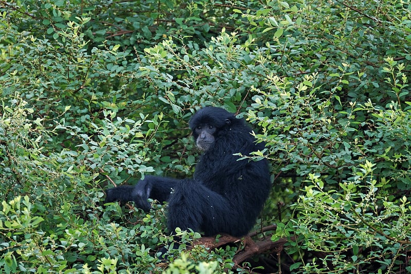 黑猴也叫Siamang