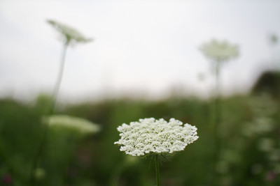 田野里的白花