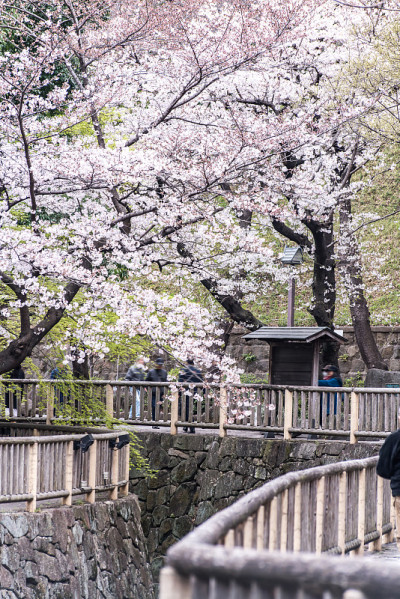 旭山公园里盛开的樱花