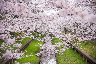 “Sakura”樱花在河边盛开