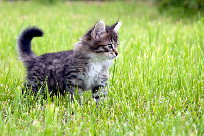 小猫