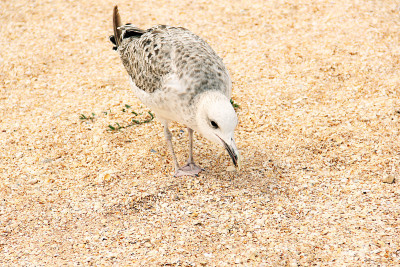 Larus argentatus。海边的银色海鸥。海鸥