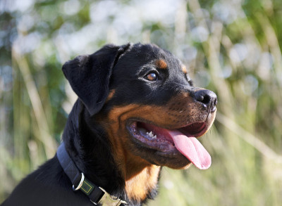 小狗罗特韦尔犬