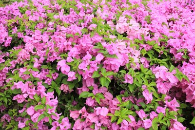 花园里的九重葛