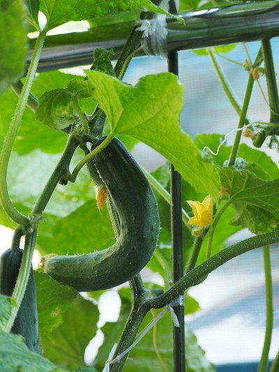 菜园子里的新鲜黄瓜