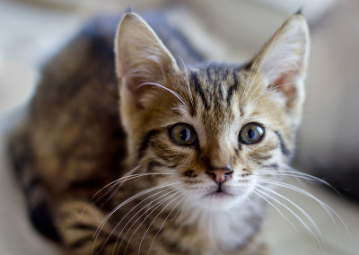 家猫