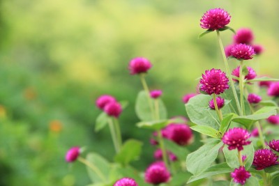 模糊花背景