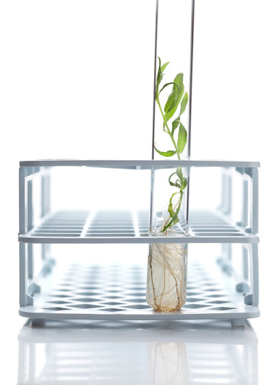 植物体外