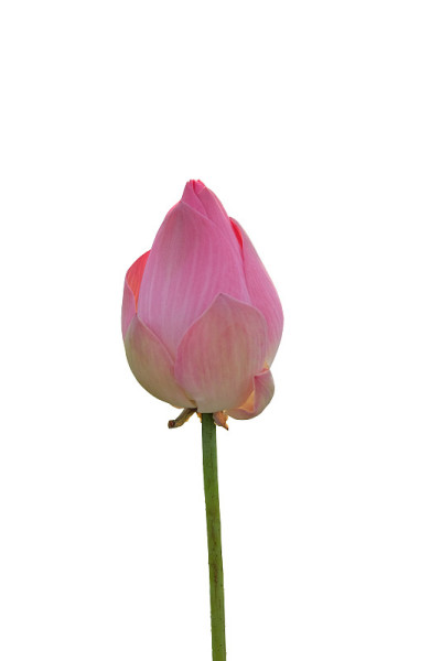 一朵大的粉红色的莲花花蕾。孤立在白色背景上。