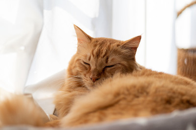 睡觉的猫