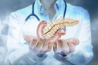 医生展示了一个人的胰腺。