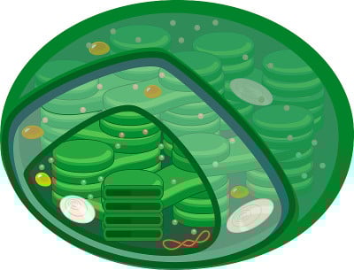 白色背景下分离的高等植物叶绿体结构