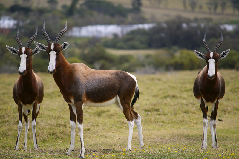 南非的Bontebok