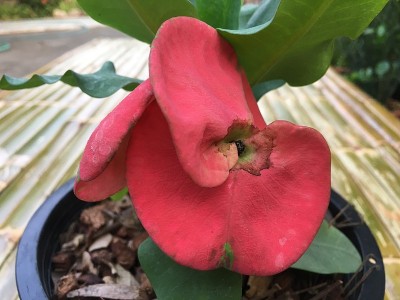 花冠有刺，色彩艳丽