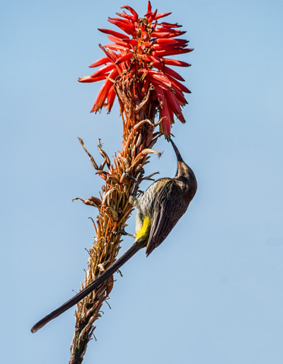 Sugarbird角