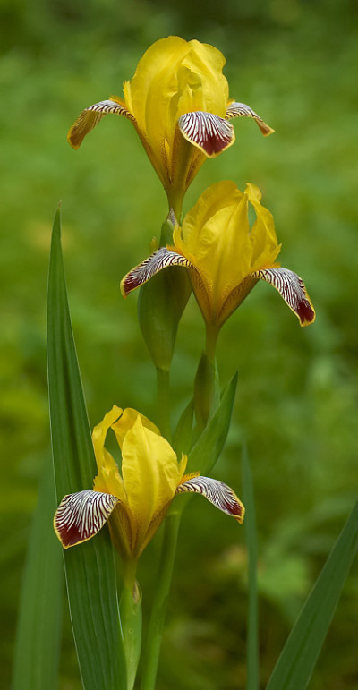虹膜花