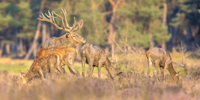 马鹿发情季节Veluwe
