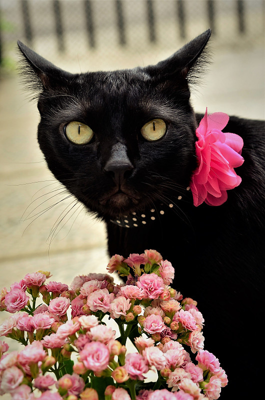 黑猫与黑白色圆点缎带和粉红色的花在卡兰茜花粉红色花瓶