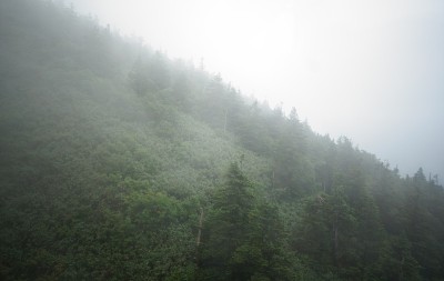 日本北海道乌苏里山上的松树
