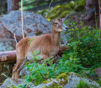 Mouflon (Ovis orientalis)特写照片