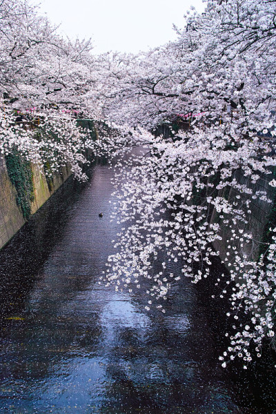 目黑河的樱花节